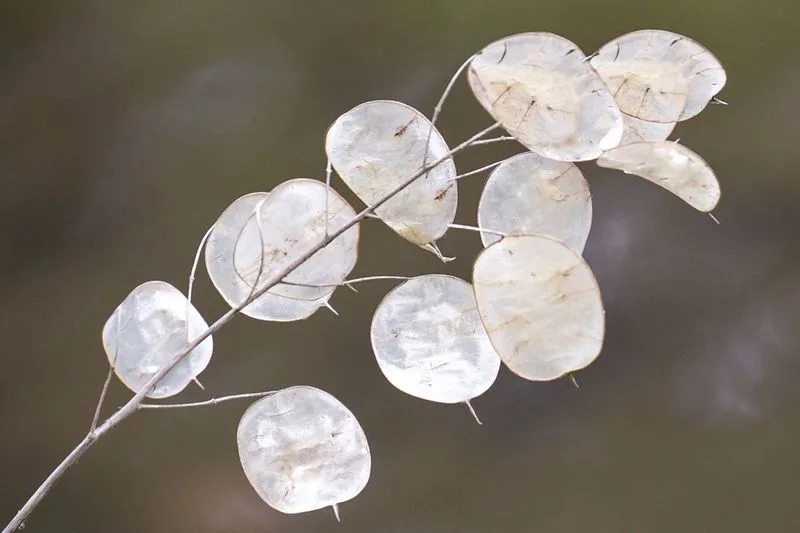 Lunaria