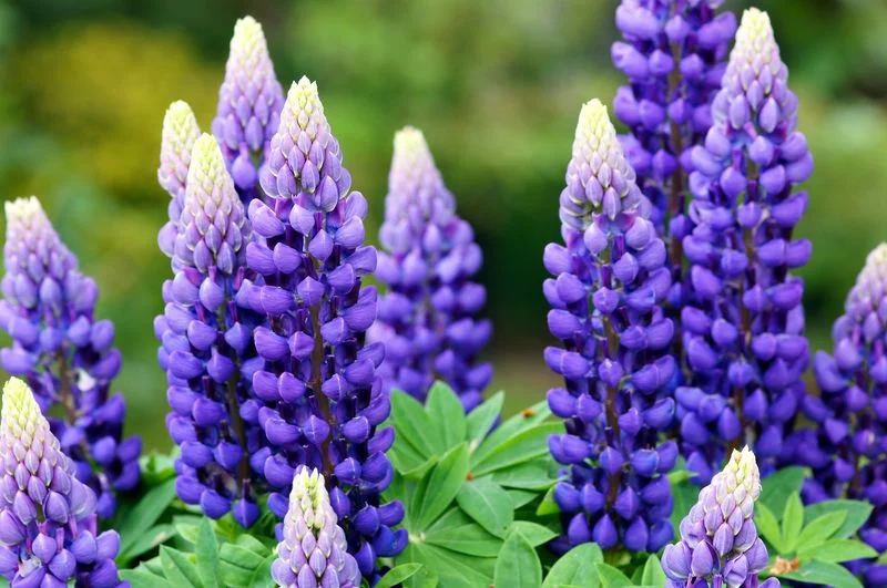 Lupine