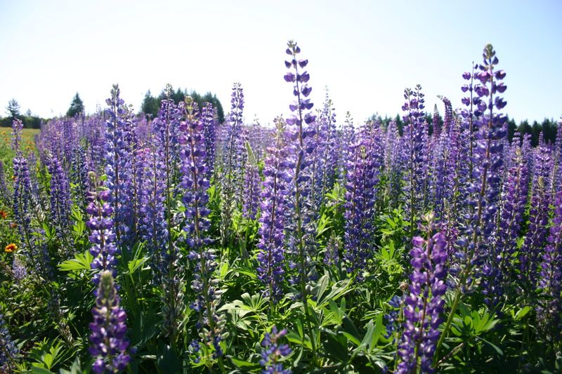 Lupine