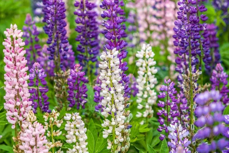 Lupines