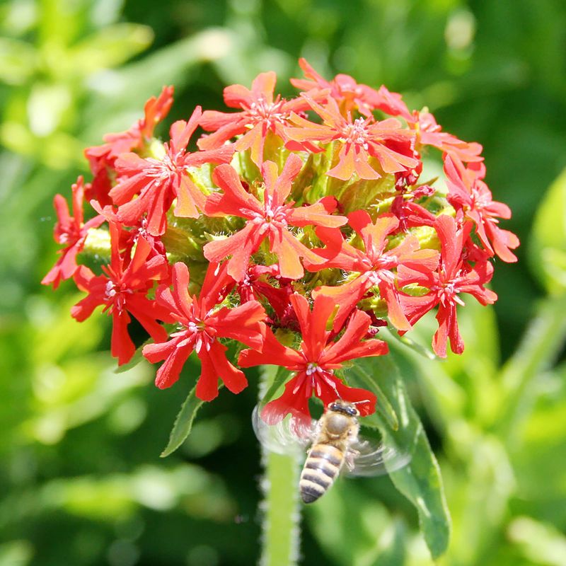 Lychnis