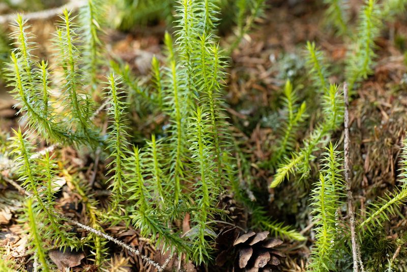 Lycopodium (Clubmoss)