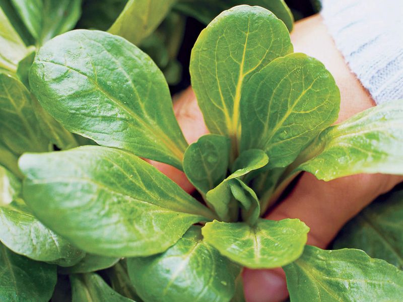 Mâche (Lamb's Lettuce)