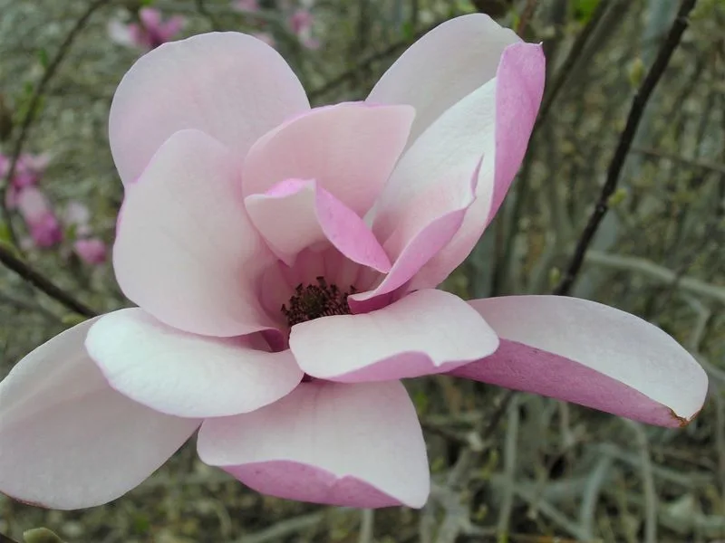 Magnolia