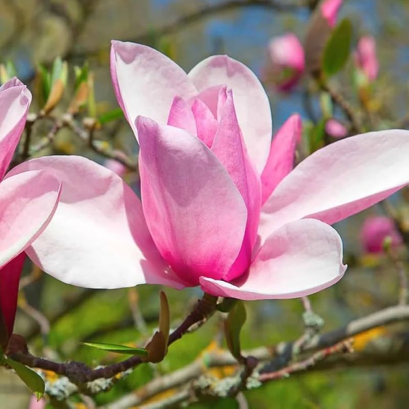 Magnolia