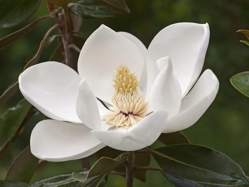 Magnolia