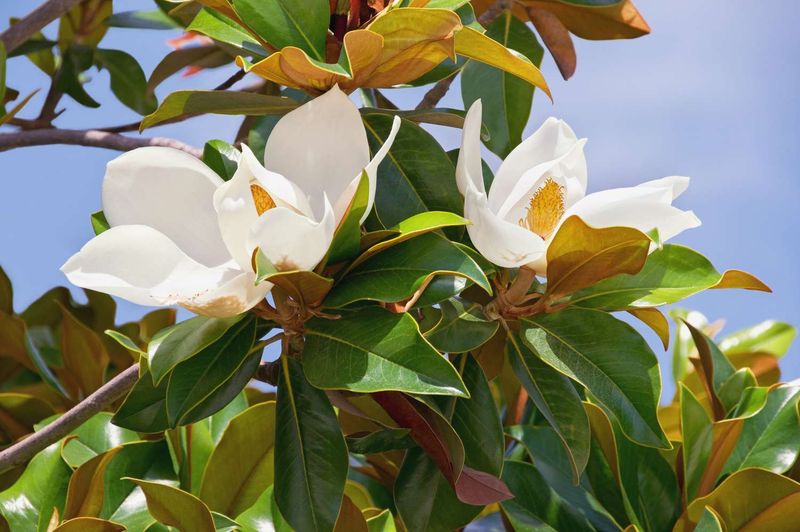 Magnolia Grandiflora