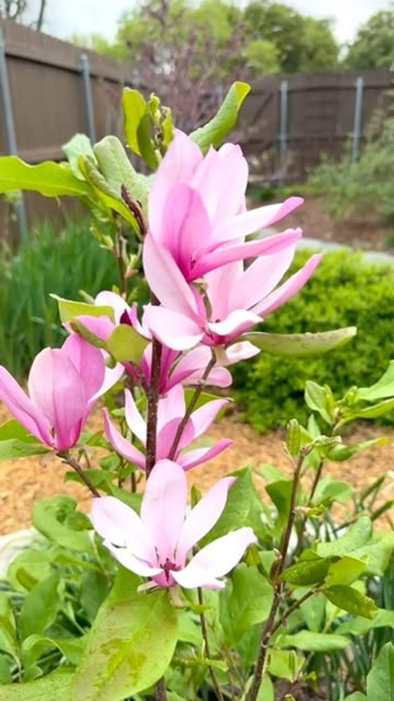 Magnolia