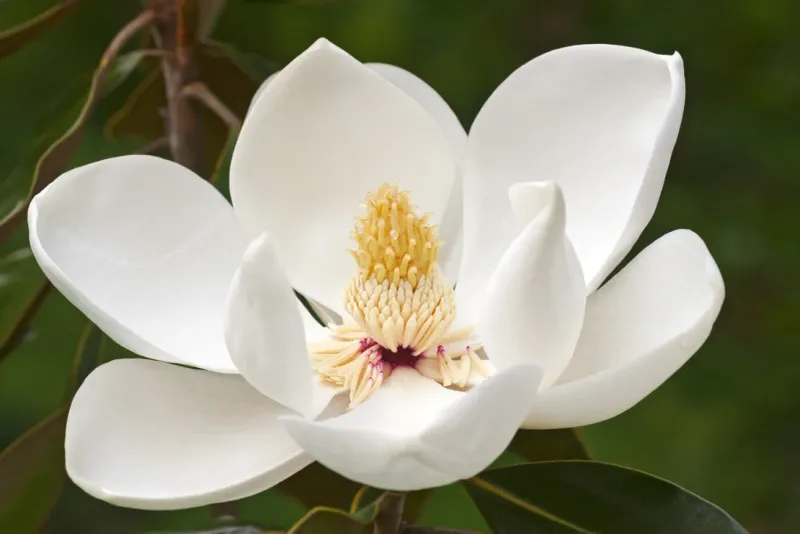 Magnolia