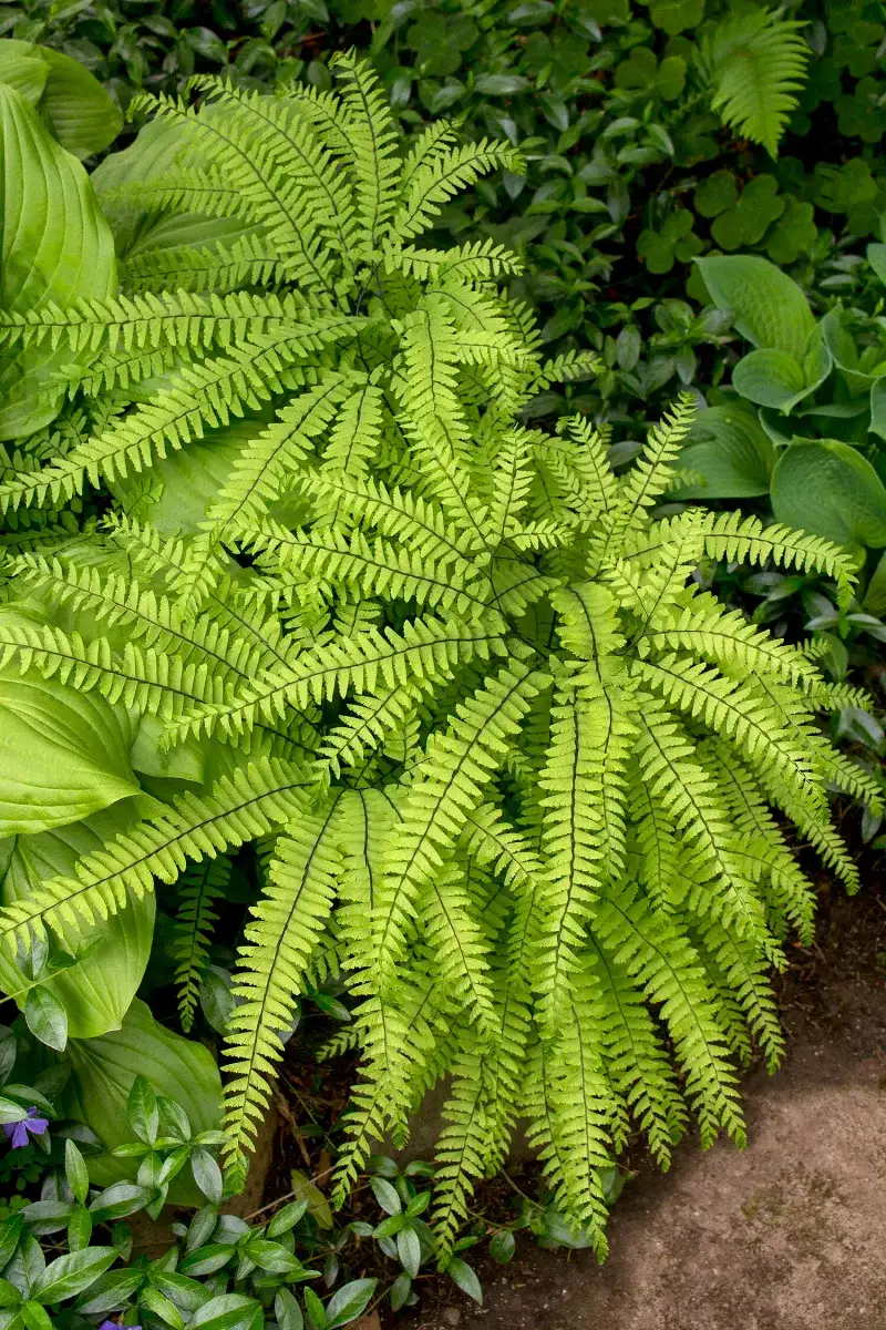 Maidenhair Fern