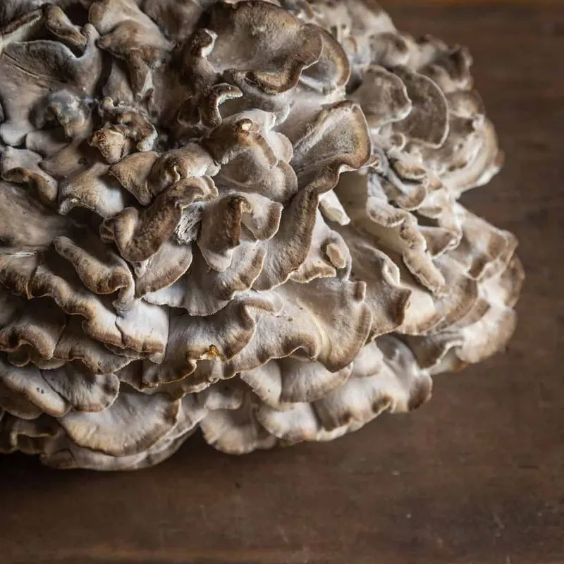 Maitake (Hen of the Woods)