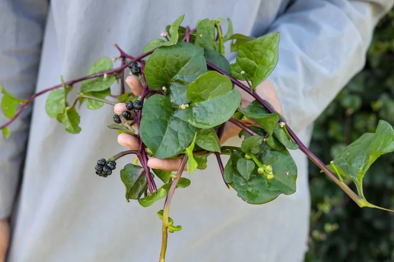 Malabar Spinach