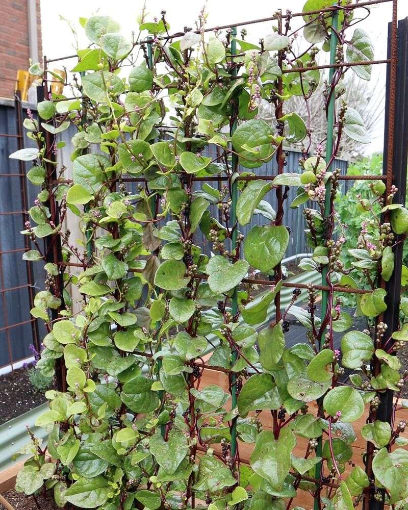 Malabar Spinach