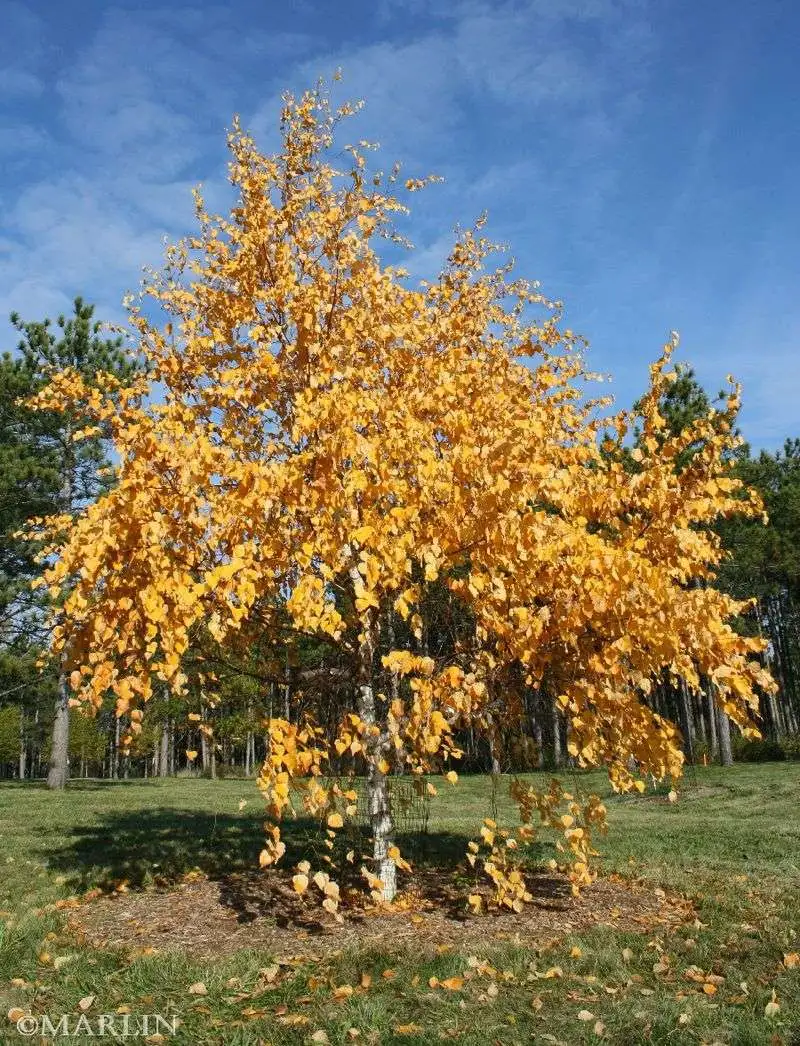 Manchurian Birch
