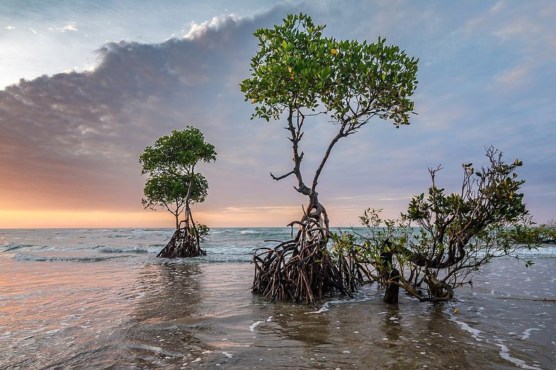 Mangrove Tree