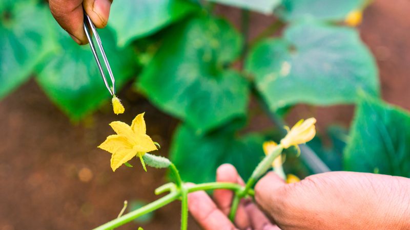 Manual Pollination