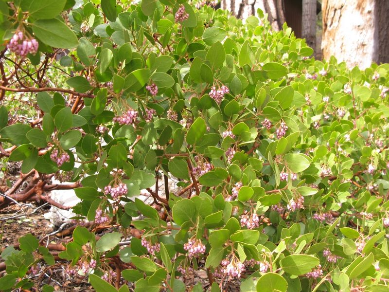 Manzanita