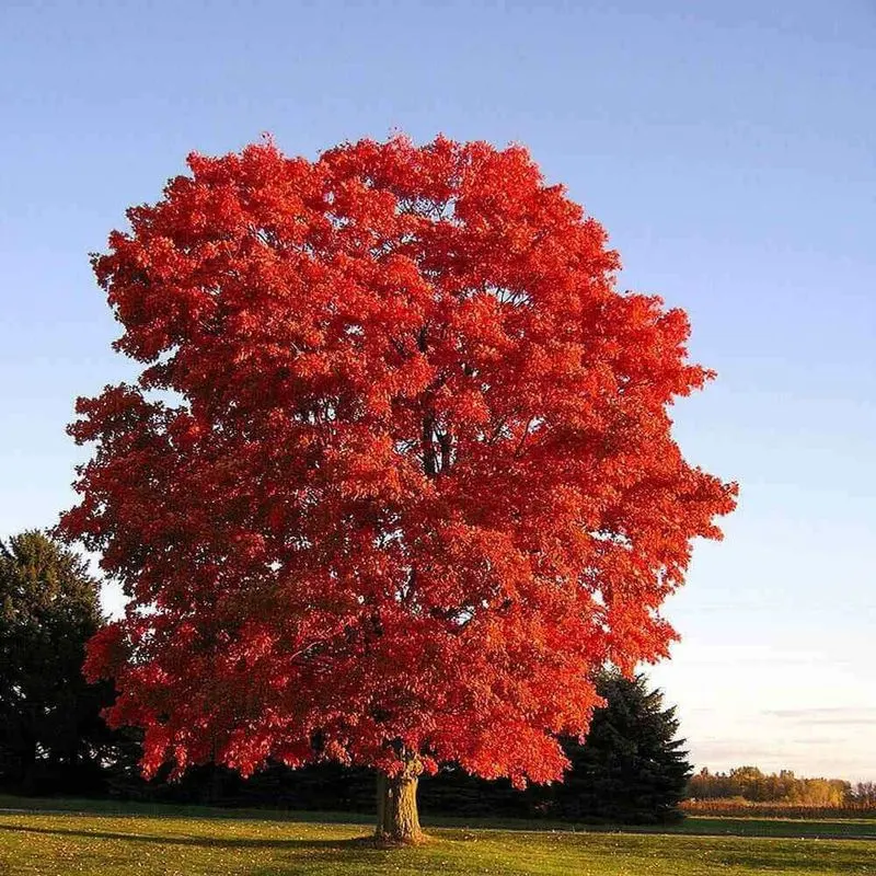 Maple Tree