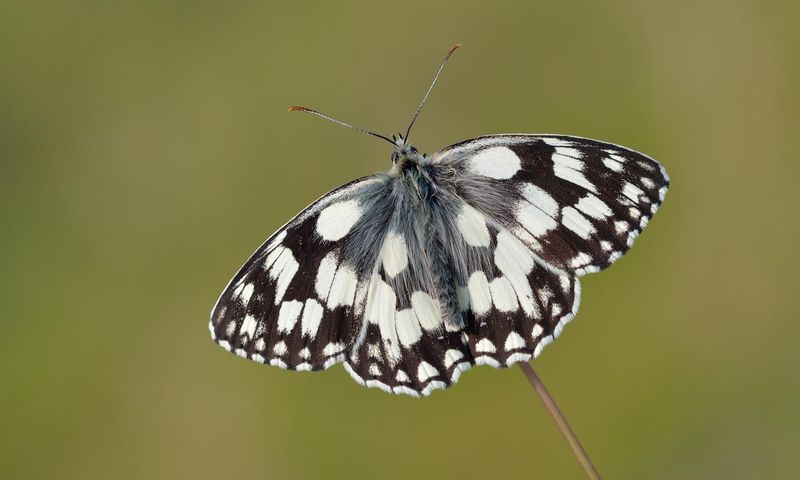 Marbled White