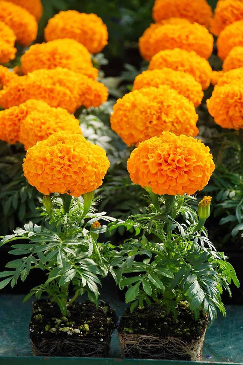 Marigold