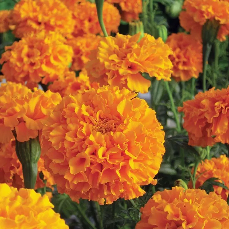 Marigold