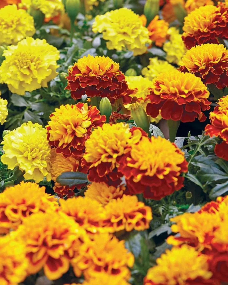 Marigold