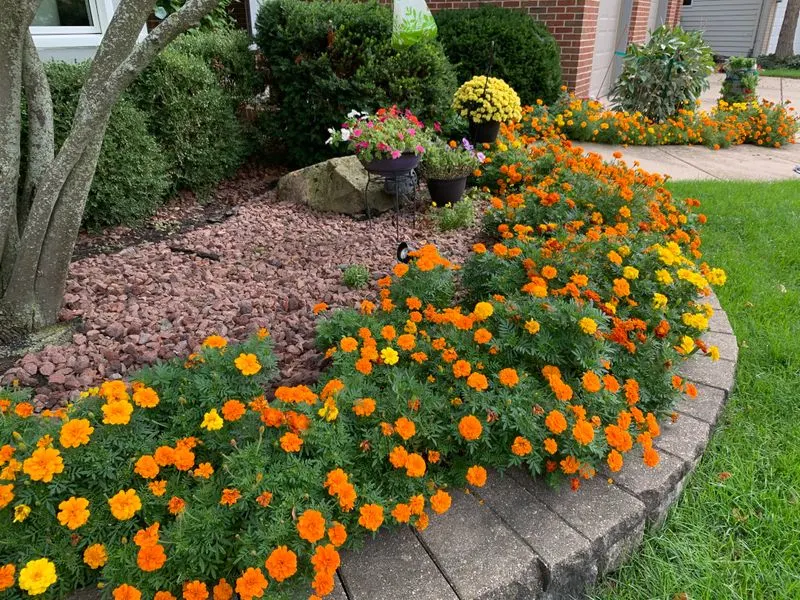 Marigold