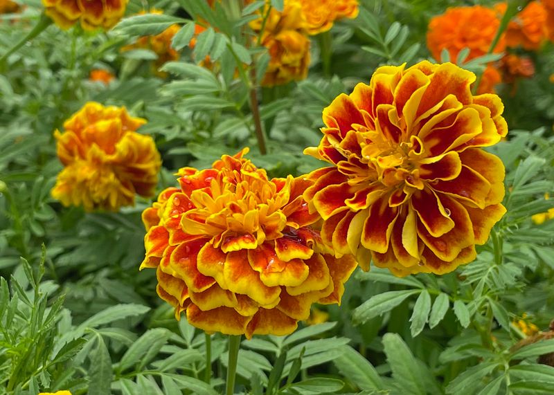 Marigold