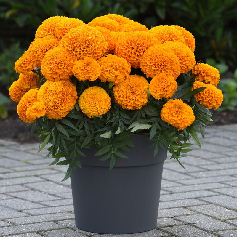 Marigold Marvel