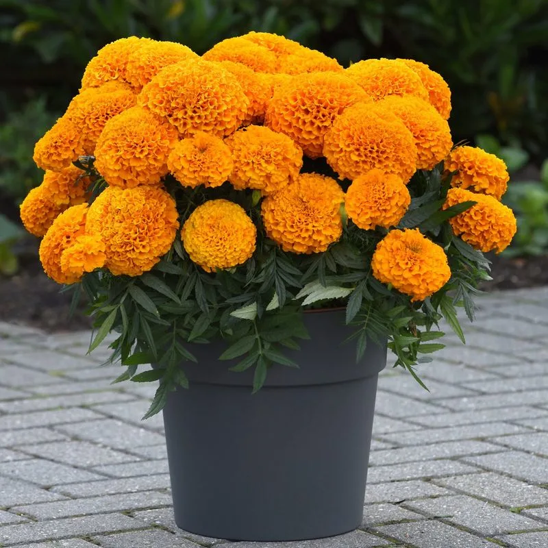 Marigold Marvel