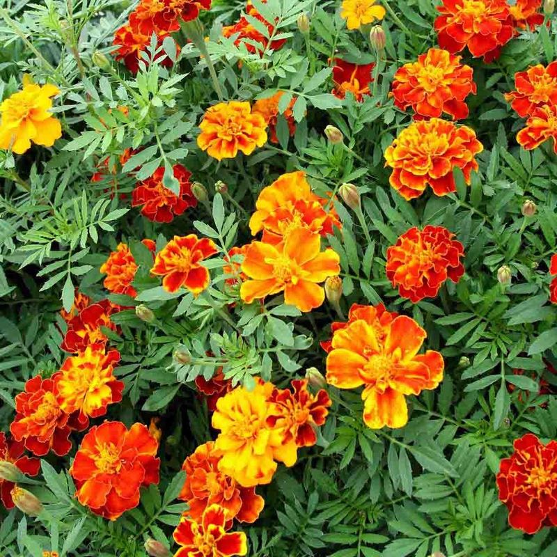 Marigolds