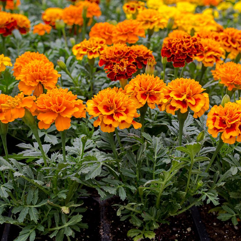 Marigolds