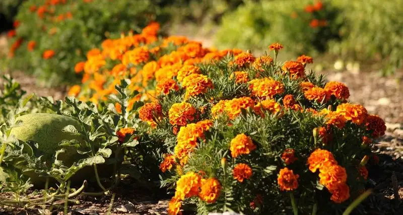 Marigolds