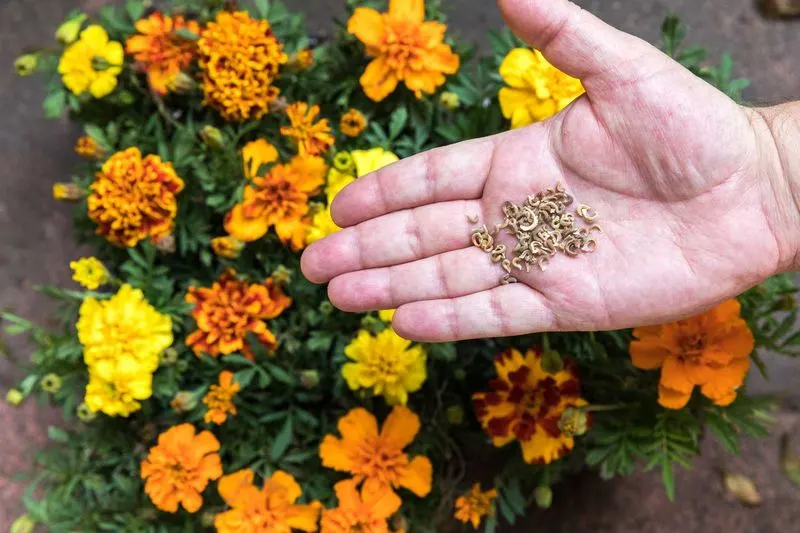 Marigolds