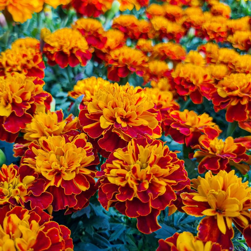 Marigolds