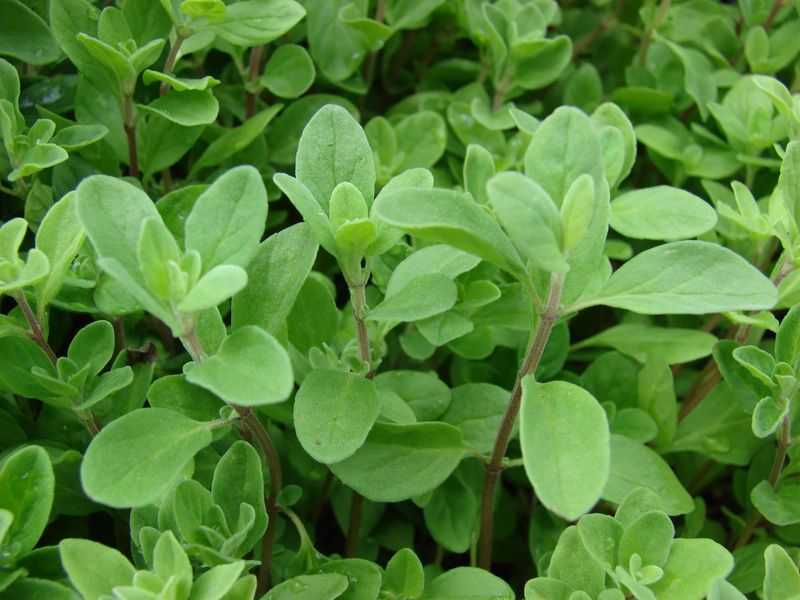 Marjoram