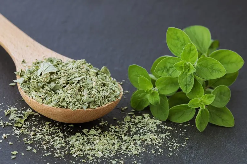Marjoram