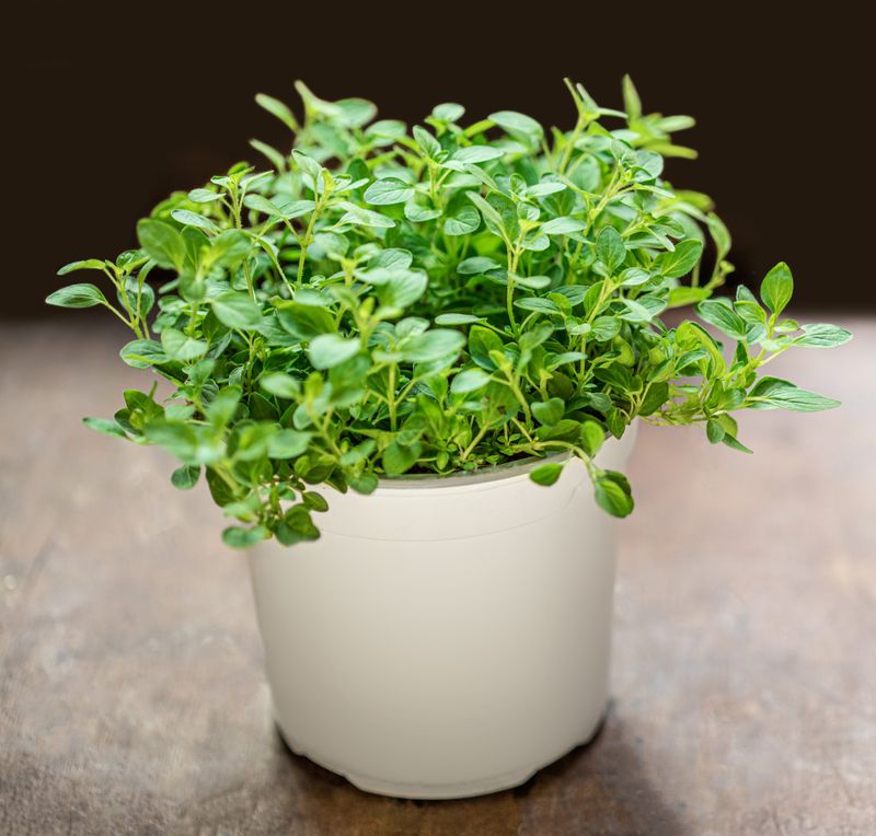 Marjoram