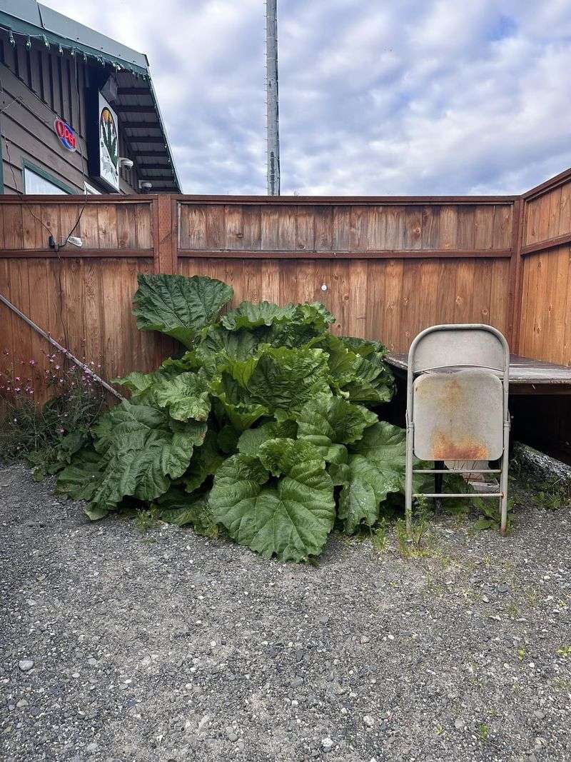 Massive Rhubarb