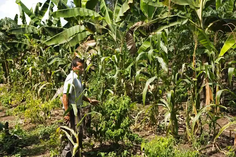 Mayan Milpa Cycle