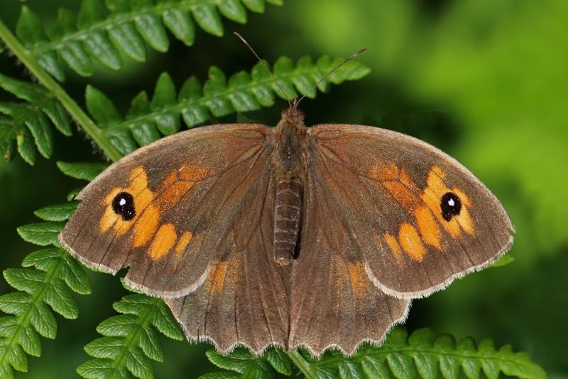 Meadow Brown