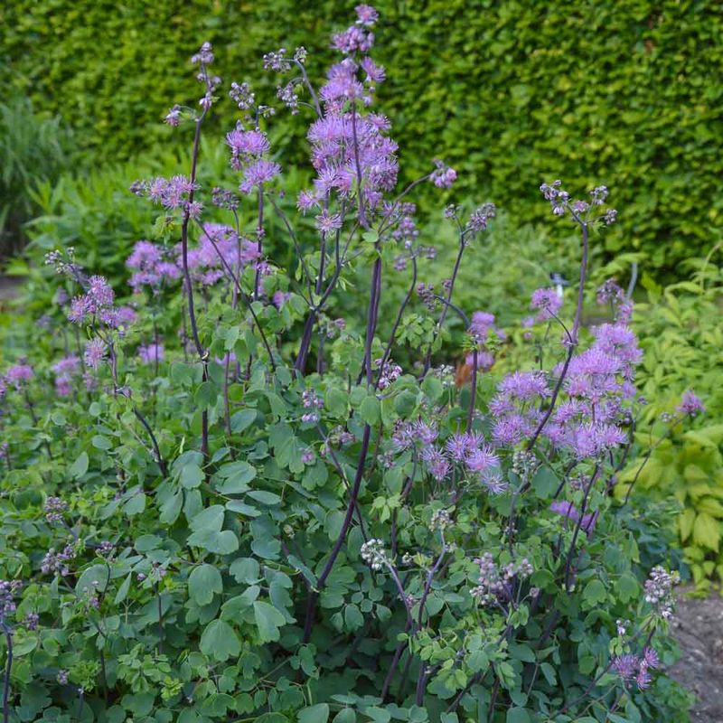 Meadow Rue