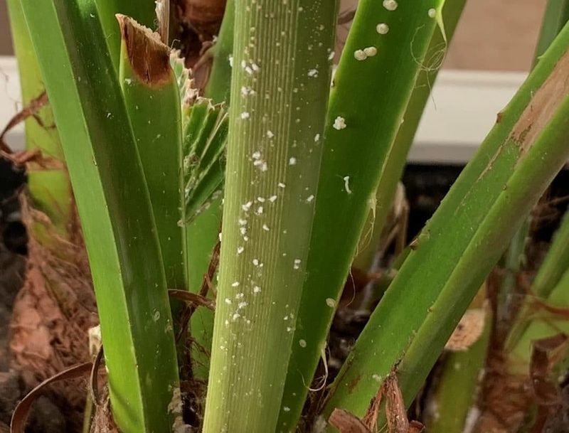 Mealybugs