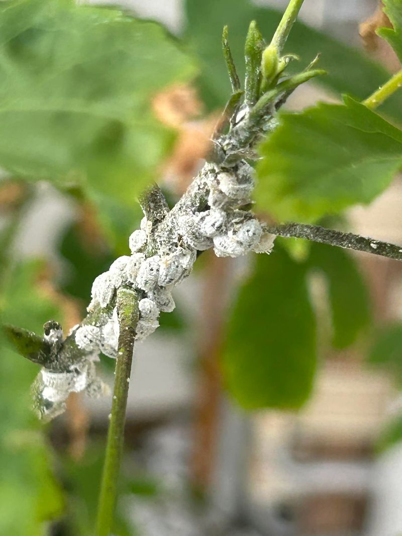 Mealybugs