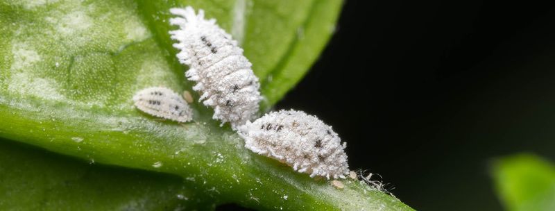 Mealybugs