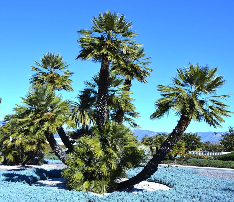 Mediterranean Fan Palm