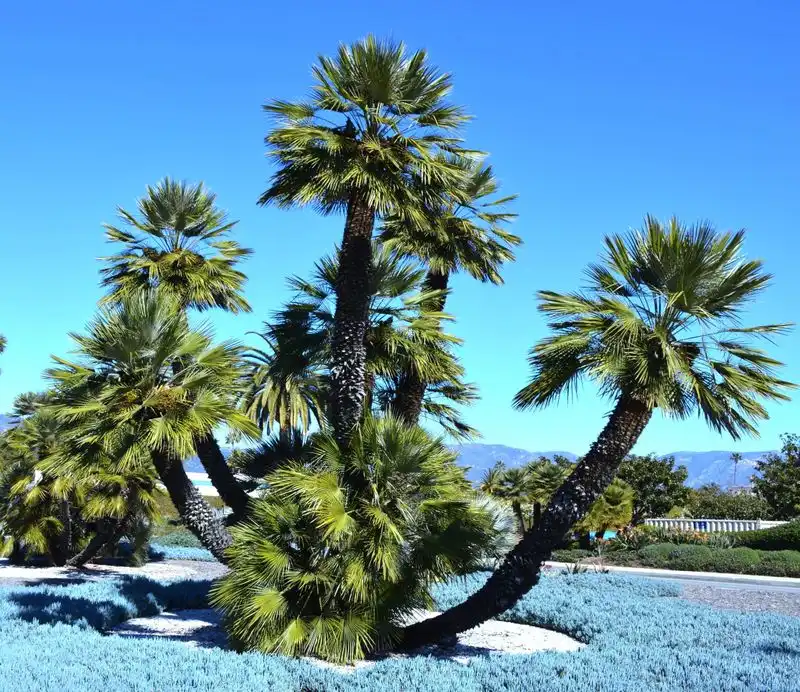 Mediterranean Fan Palm