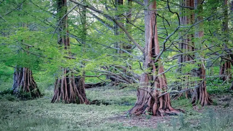 Metasequoia