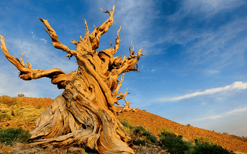 Methuselah, California