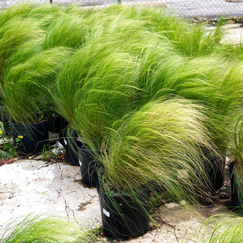 Mexican Feather Grass